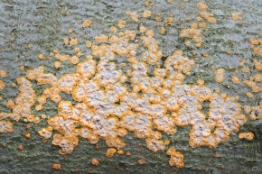 oranje aderzwam (phlebia radiata) 11-2024 1744